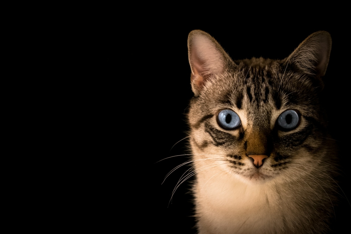 Katze in Böhmfeld angeschossen